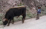 Boy and bull on roadside